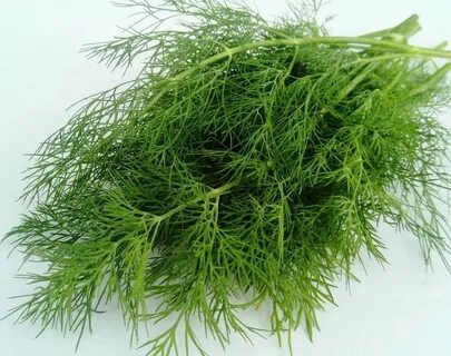 تصویر 2 از لیست قیمت سبزی شوید خشک صادراتی + خرید مستقیم
